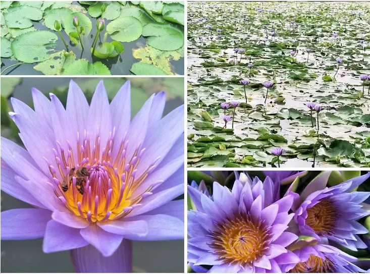 Herbal Tea LAN Lian Hua Nymphaea Caerulea Dried Blue Lotus Flower Tea