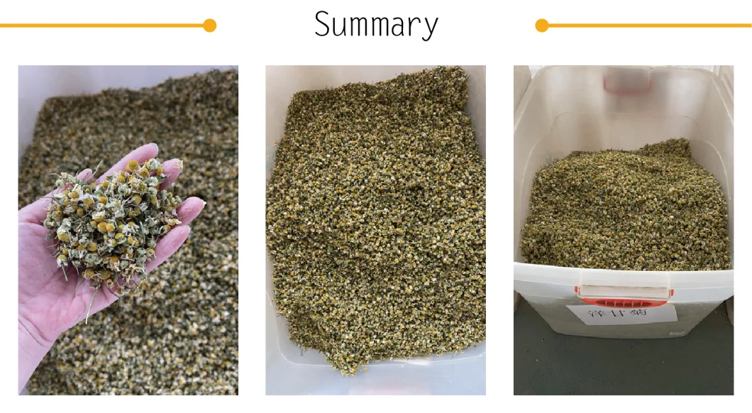 Organic Dried Chamomile Flower Tea for High Quality