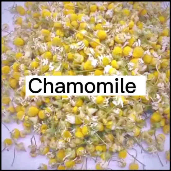 Tè ai fiori biologici di alta qualità per fegato e vista, tè al crisantemo giallo